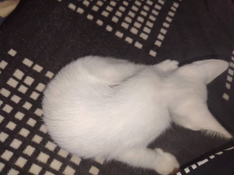 3 kittens 0
