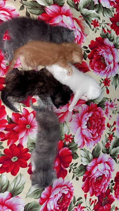 Persian cats