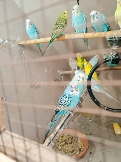 10  Pair Australian parrots colony Breader pairs healthy and active