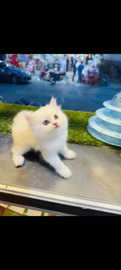 persian cat for sale MywatsapppNumber 0320-19-06-573