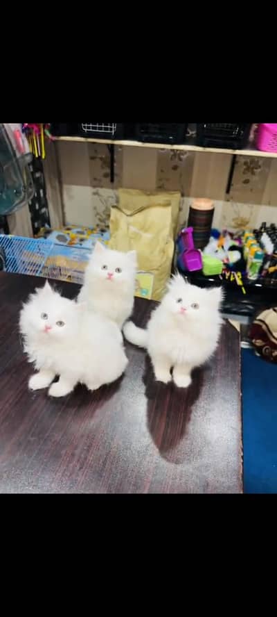 persian cat for sale MywatsapppNumber 0320-19-06-573