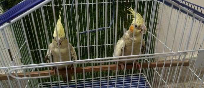 Pair of healthy cocktail parrots or cage