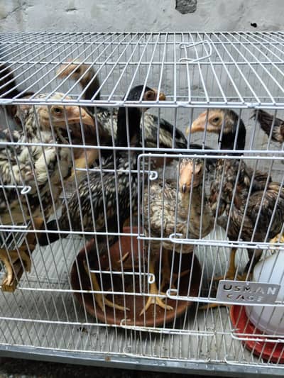 miawali aseel birds