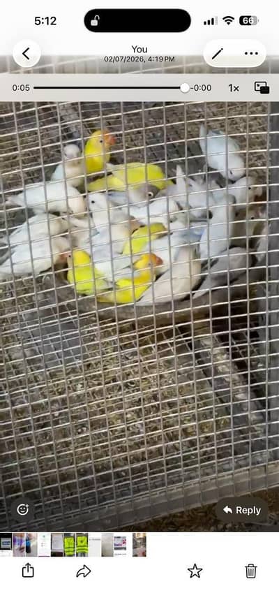 lovebirds flock complete setup for sale