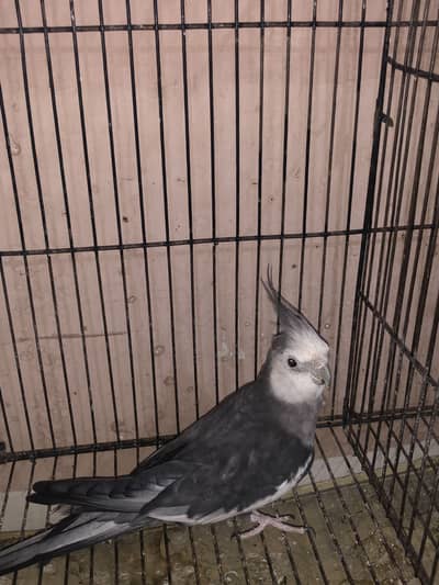 cocktail male