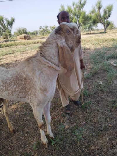 pure Makhi cheena breader Bakra for sale