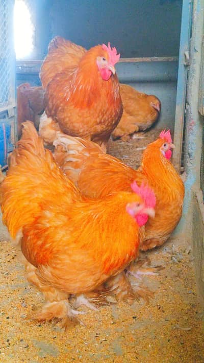GOLDEN HEAVY COCHIN CHICKS