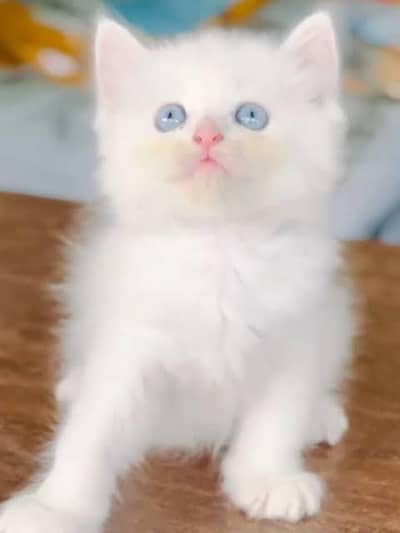 triple coated blue eyes