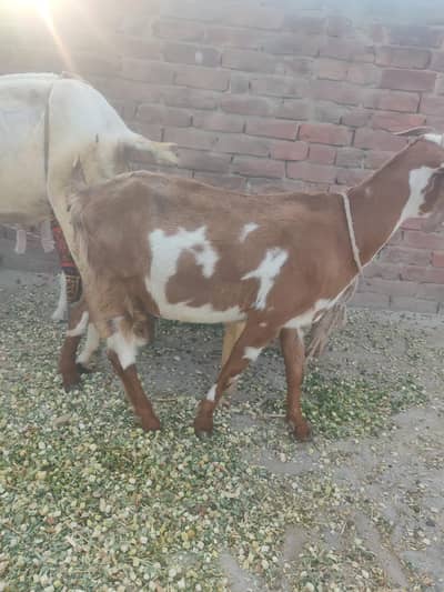 bohat ashi Hy do path Hy nichy is k
