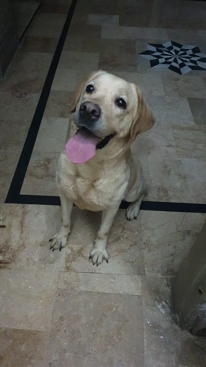 Labrador breeder  female  dog — photo 2