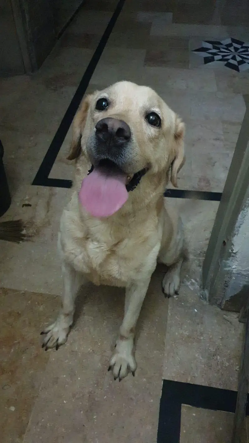 Labrador breeder  female  dog — photo 3