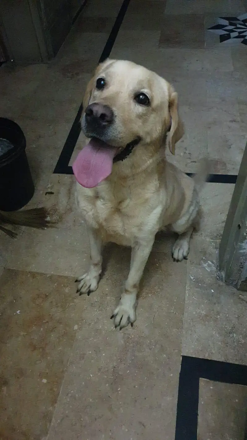 Labrador breeder  female  dog — photo 4