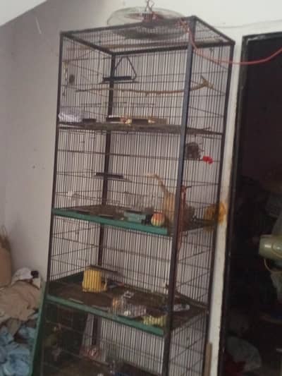 use cage bird 4 portions  10/8