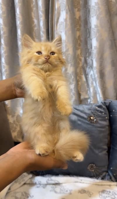 Persian kittens