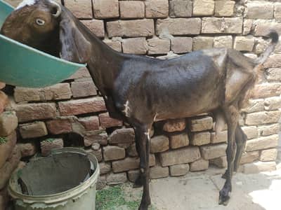 Bakri For Sale