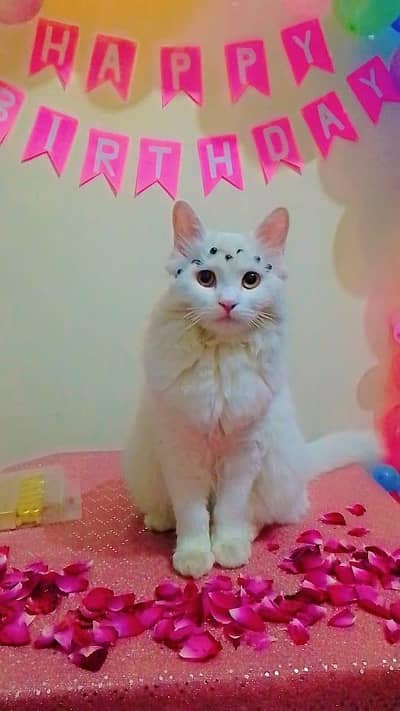 A beautiful Russian cat  