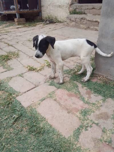 1 male1 female dogs for sale