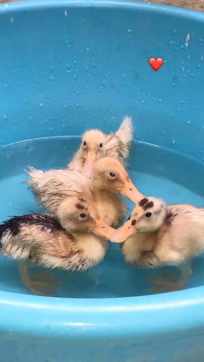 4 Baby ducks for sale