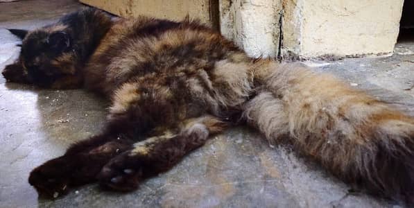 Persian Cat in Pregnant