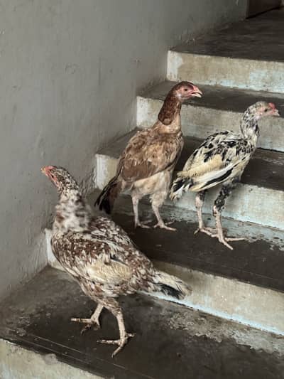 2 hen or 1 aseel