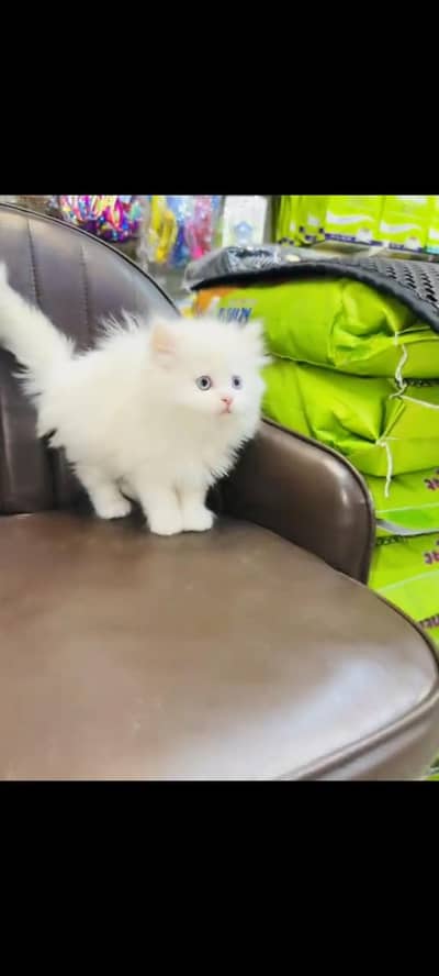 persian cat for sale MywatsapppNumber 0320-19-06-573