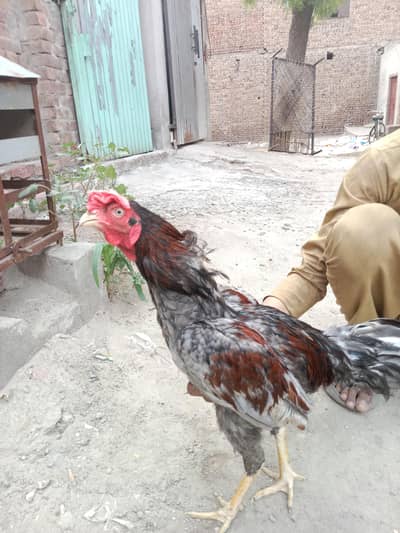aseel