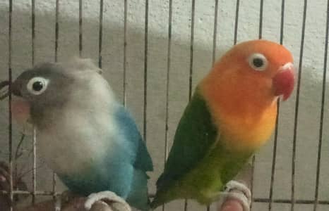 Lovebird Female Pair For Sale