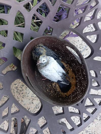 2 pigeon for sale