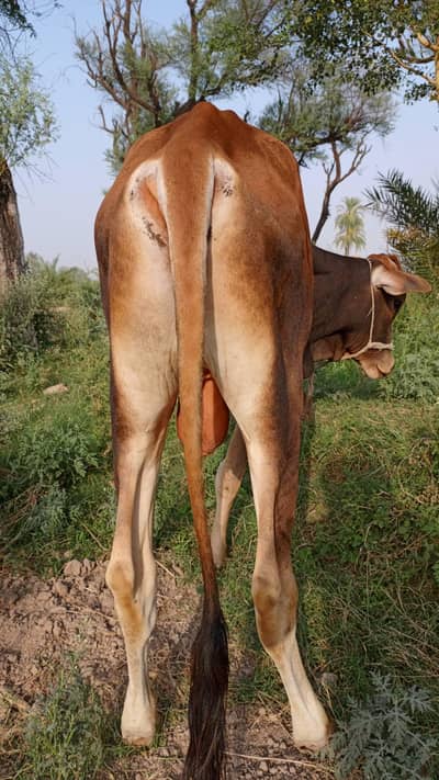 kheera wacha