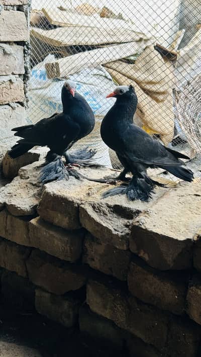Black Mukhi Pair chiks
