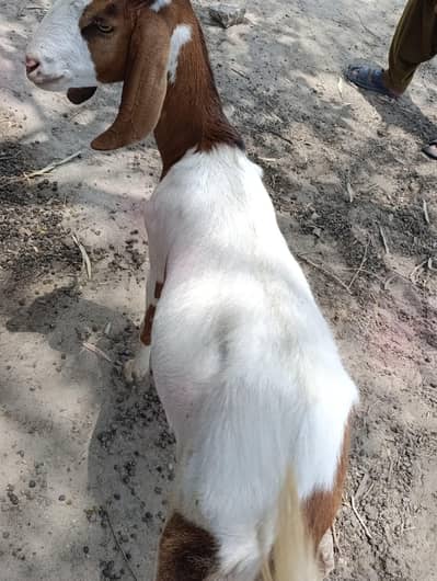 very good quality goat