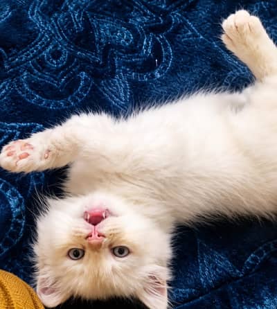 kitten