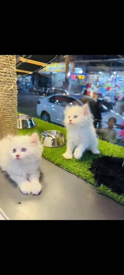 persian cat for sale MywatsapppNumber 0320-19-06-573