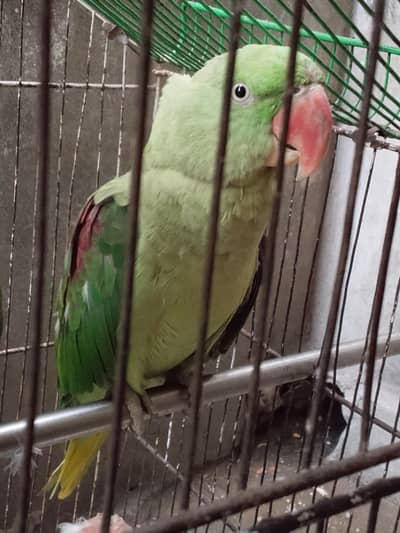 Parrot