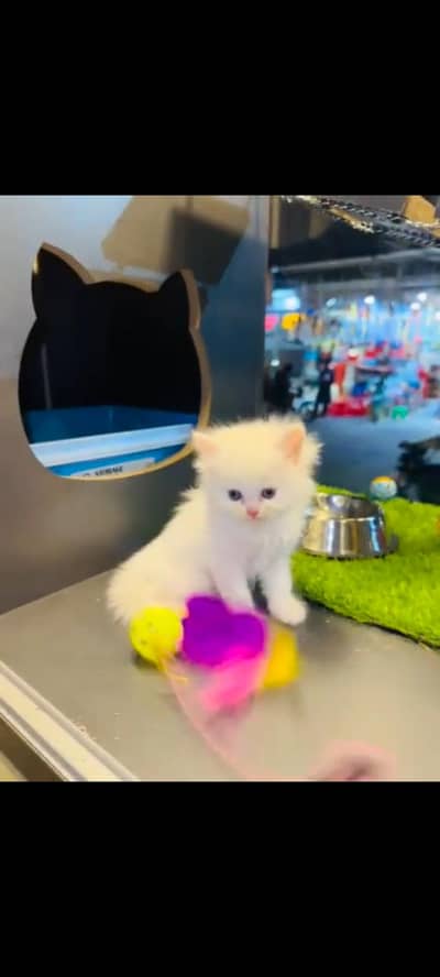persian cat for sale MywatsapppNumber 0320-19-06-573