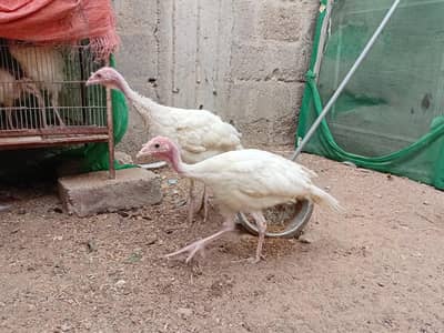 Turkey Male and  Fertile eggs and chicks available