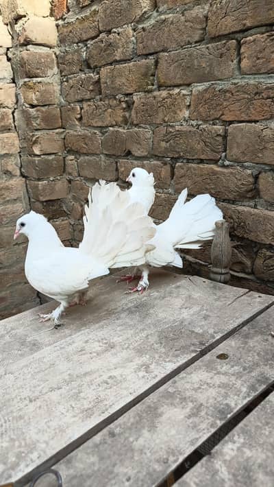 Laka kabootr (indian fantail) high quality breeding pair