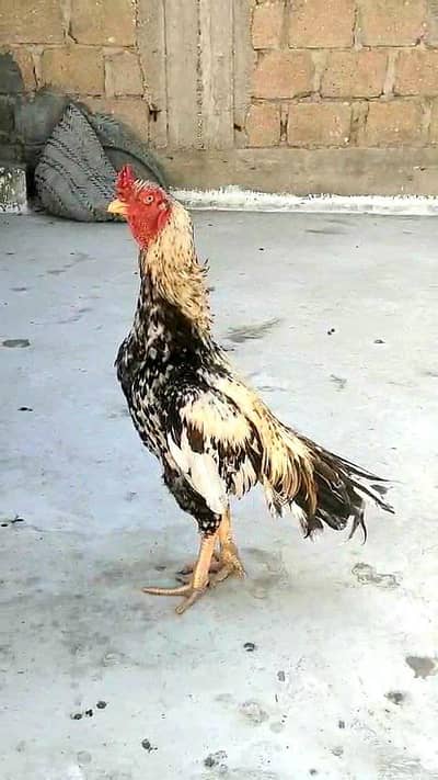 high quality jawa male 03711036880