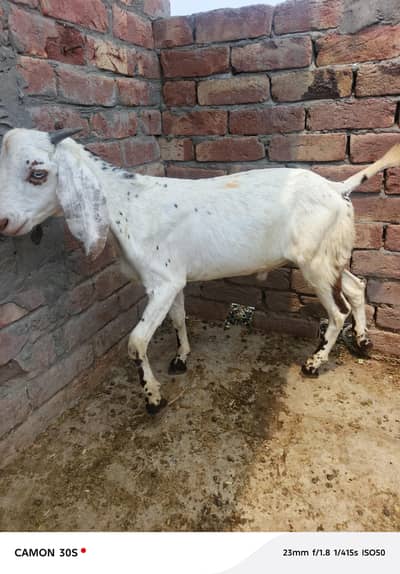 Goat | Goats Kids | Bkri | Male Goats Kids | Desi Goats For Sale