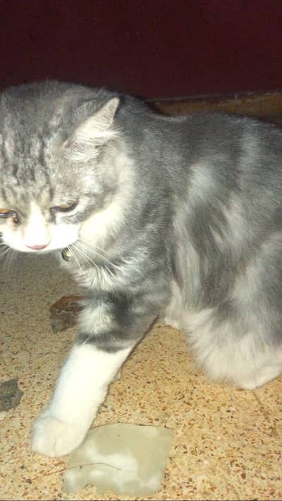 Persian Male