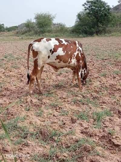 Cholistani Wachi