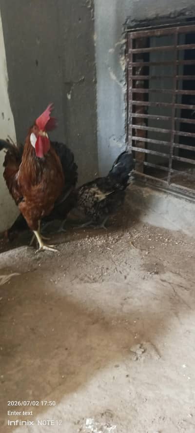 Desi chicken