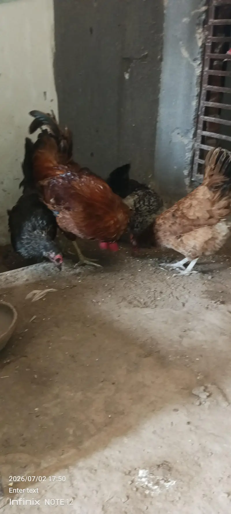 Desi chicken — photo 2
