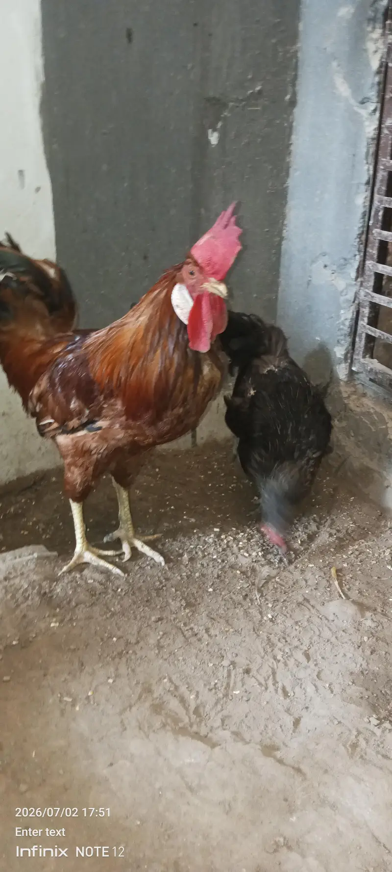 Desi chicken — photo 3