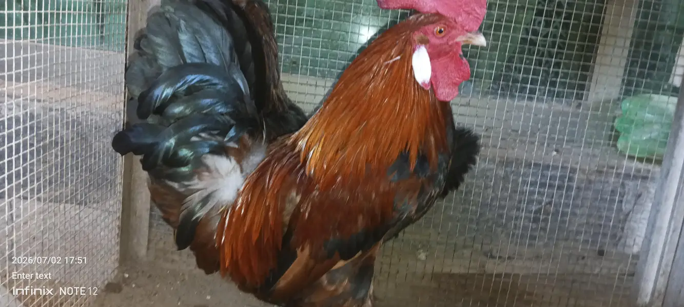 Desi chicken — photo 4