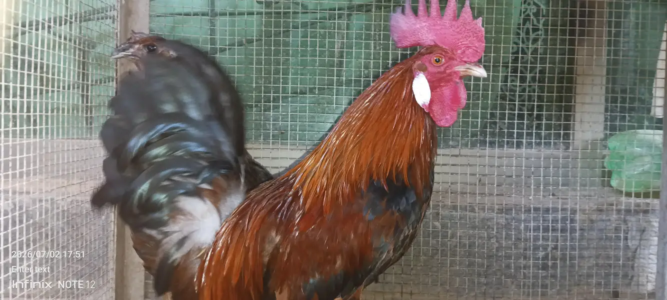 Desi chicken — photo 5