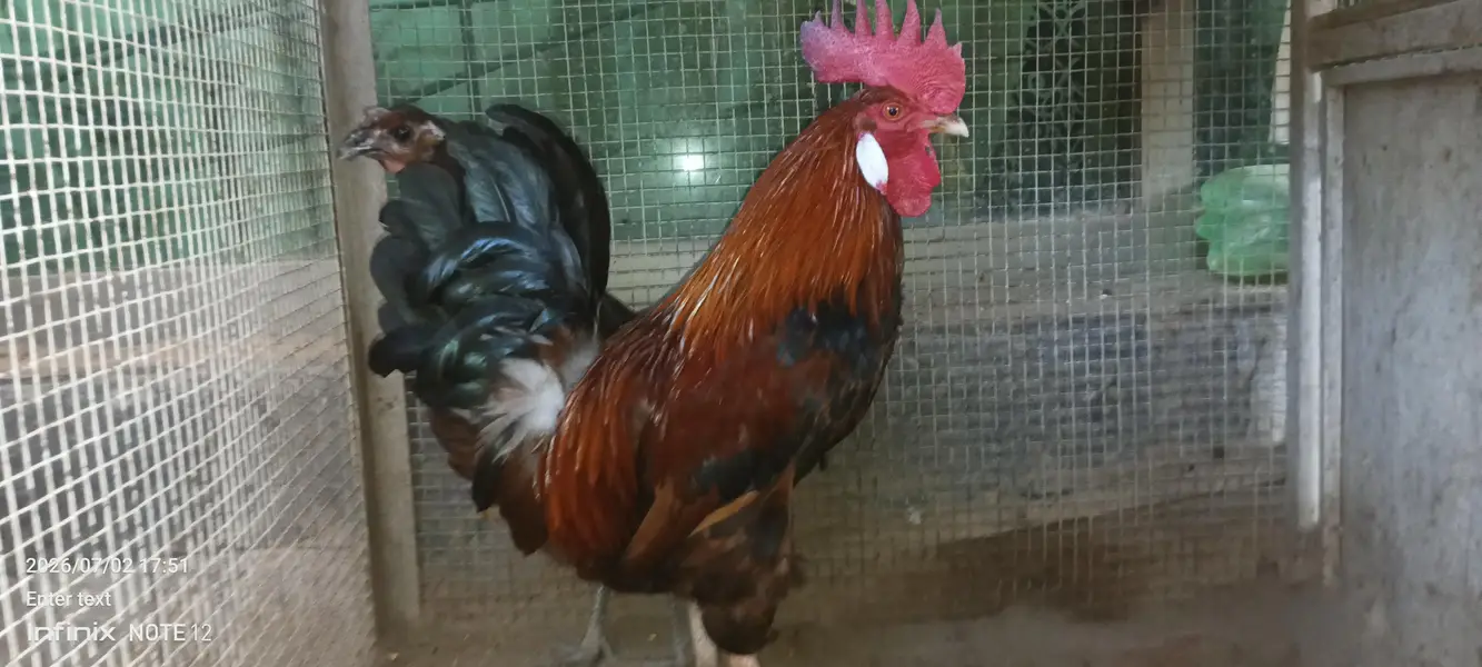 Desi chicken — photo 6