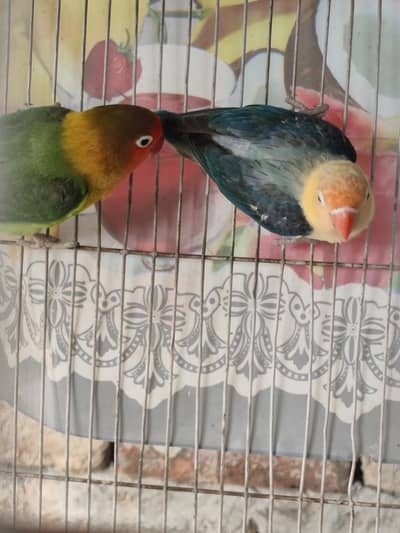 Fisher lovebirds for sale