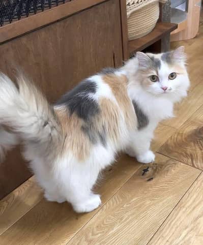 female cat available for new home