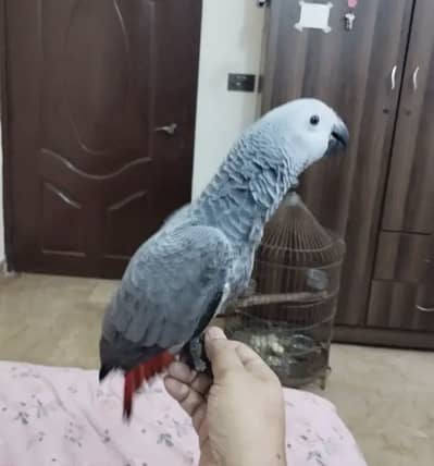 Self African Grey big size